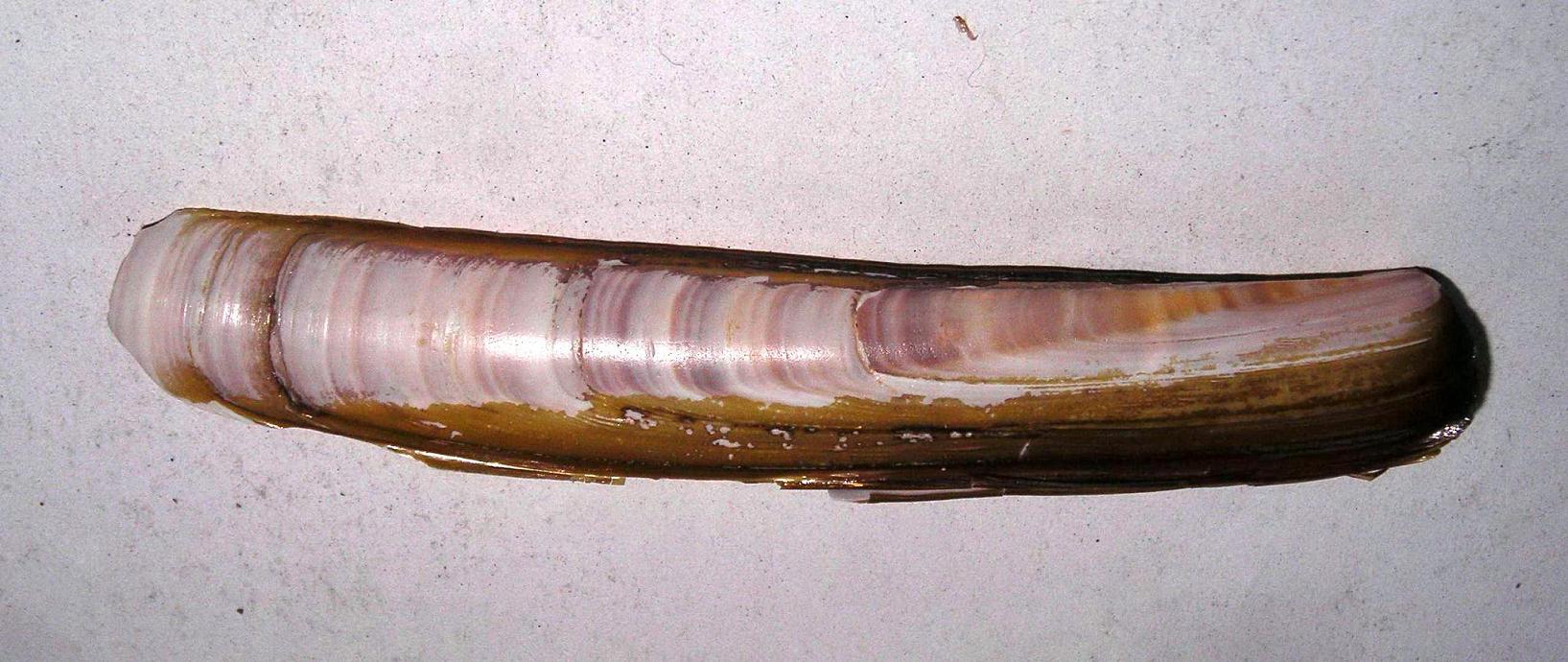 Ensis